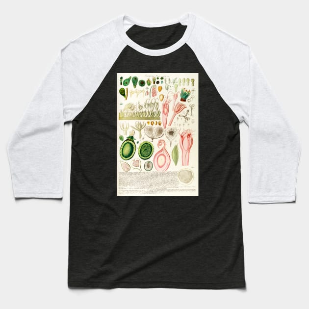 A fig dissection - Botanical Illustration Baseball T-Shirt by chimakingthings